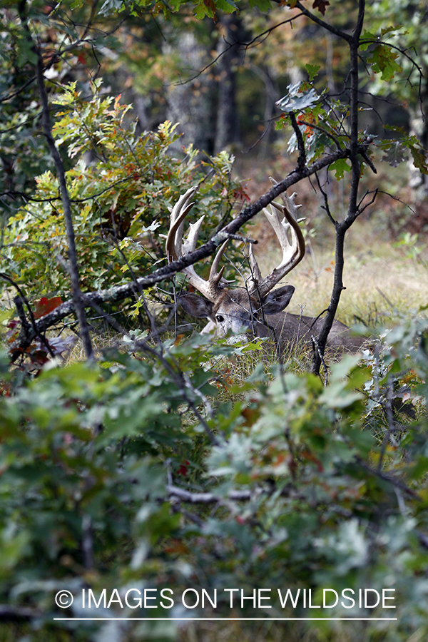 White-tailed buck in habitat. 