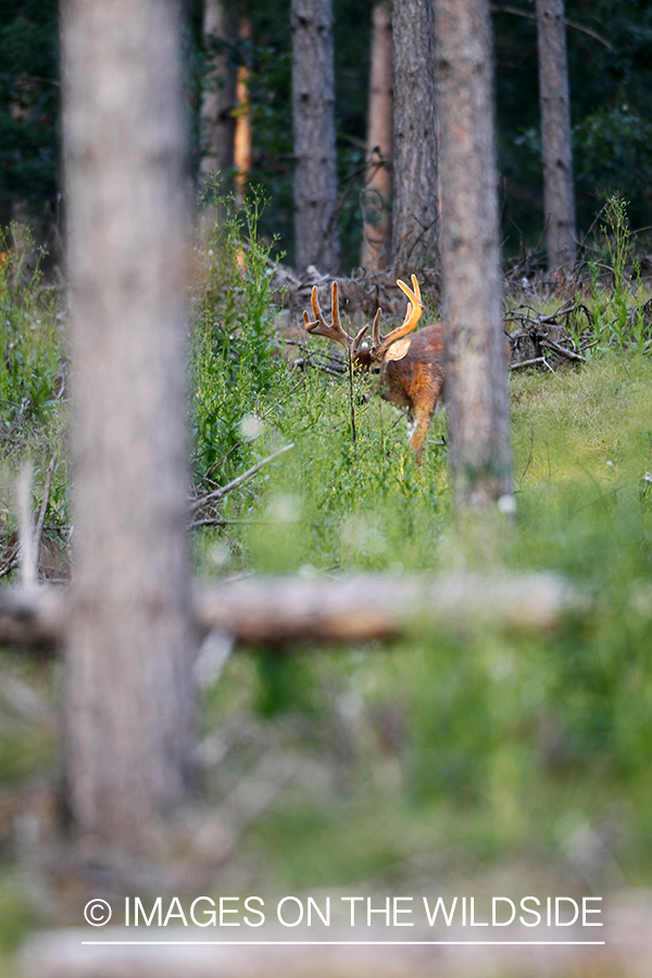 White-tailed buck in habitat.