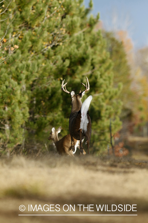 White-tailed buck chasing doe.