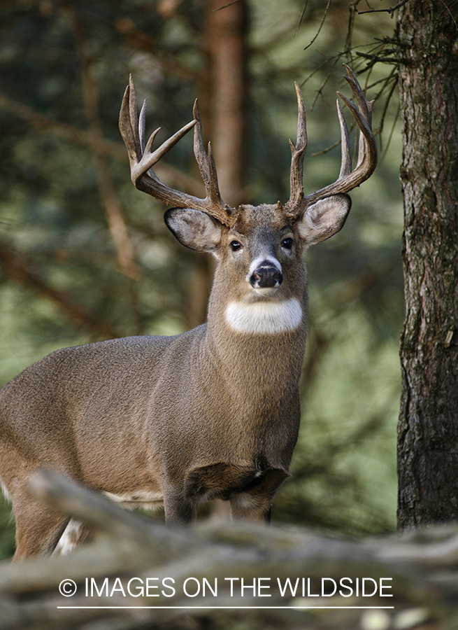 White-tailed buck in habitat.