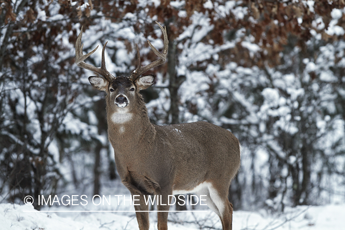 White-tailed buck in winter habitat.