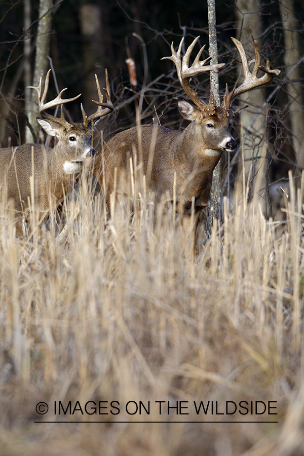 White-tailed bucks in habitat.