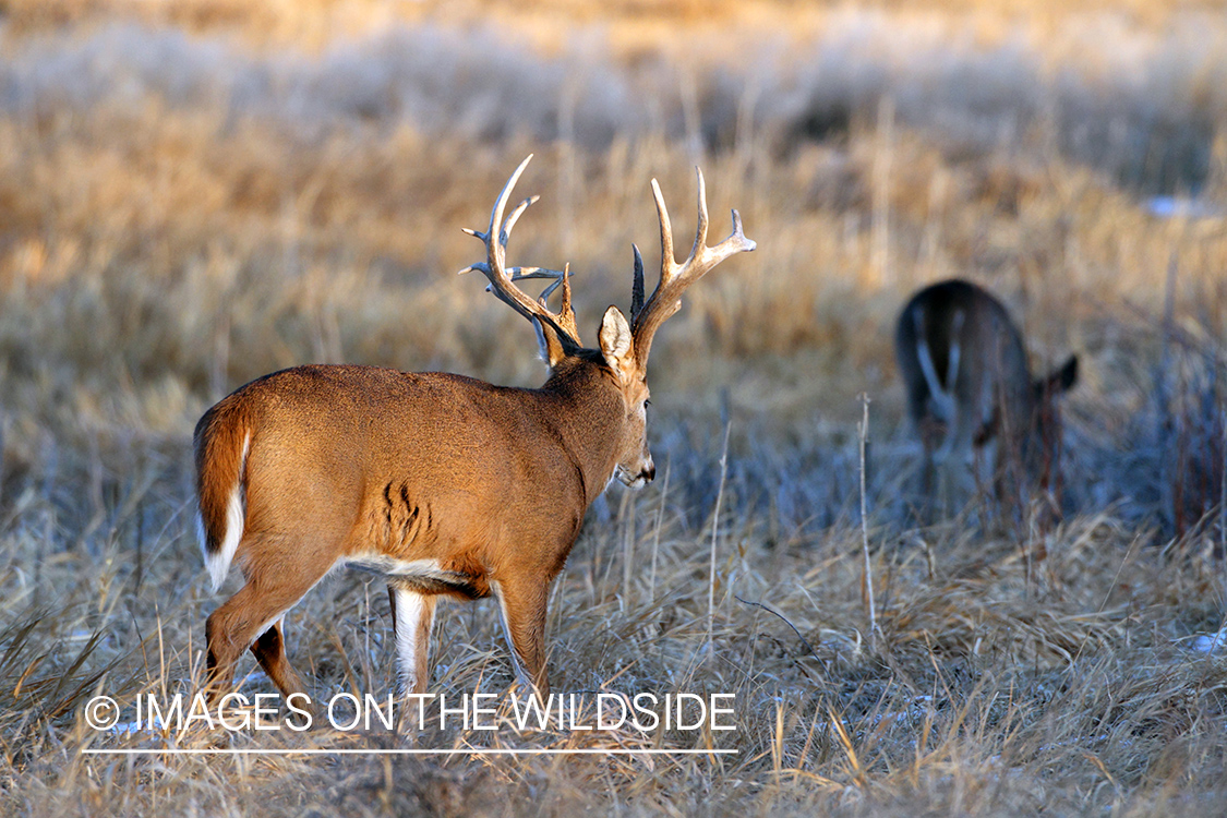 White-tailed buck in habitat.