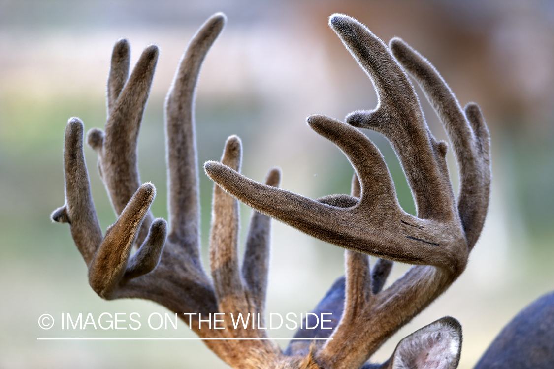 White-tailed buck in velvet.