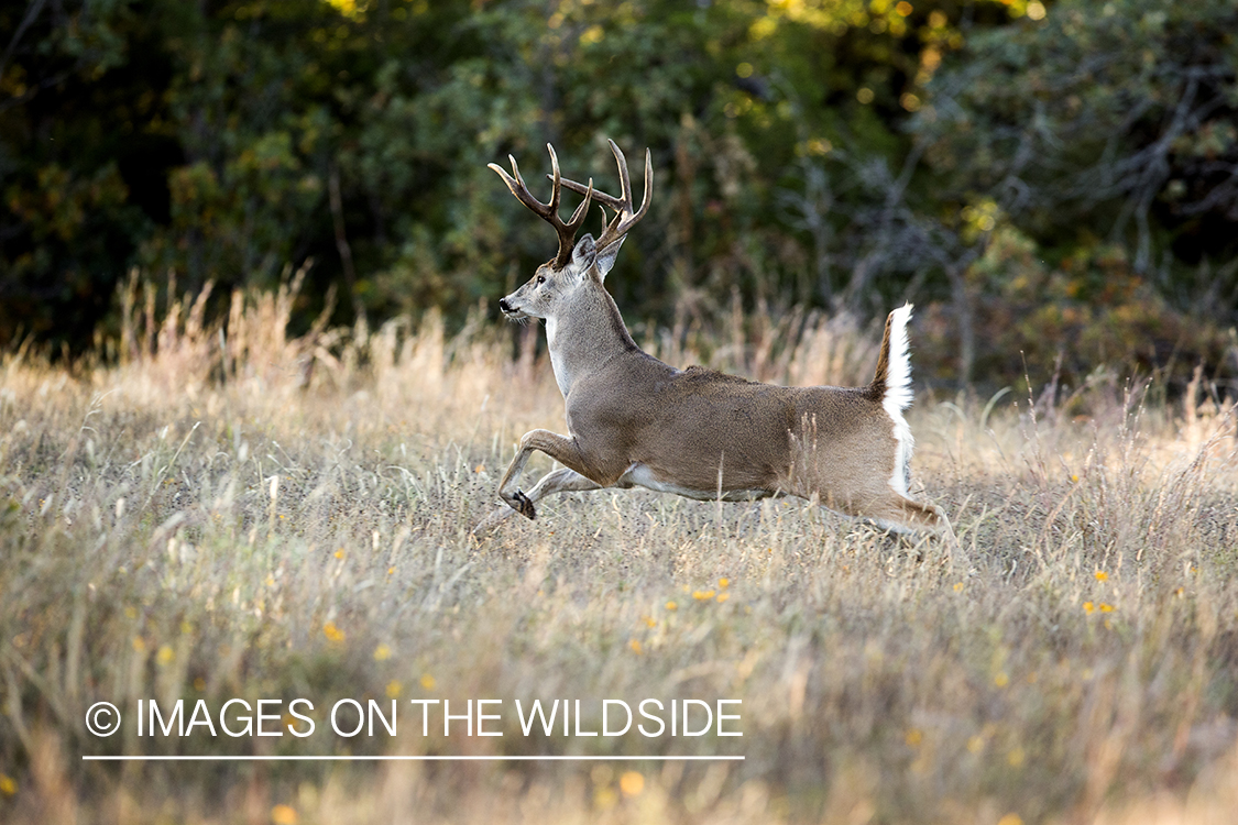 White-tailed buck fleeing in habitat.