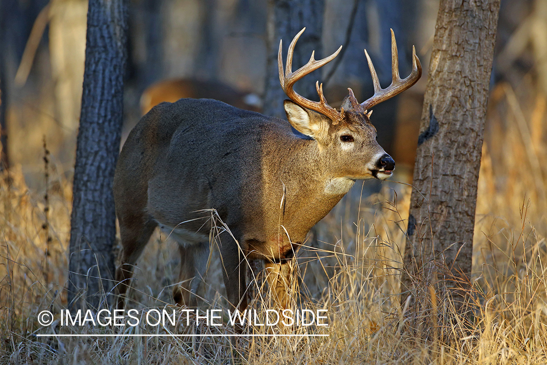 White-tailed buck in habitat. 