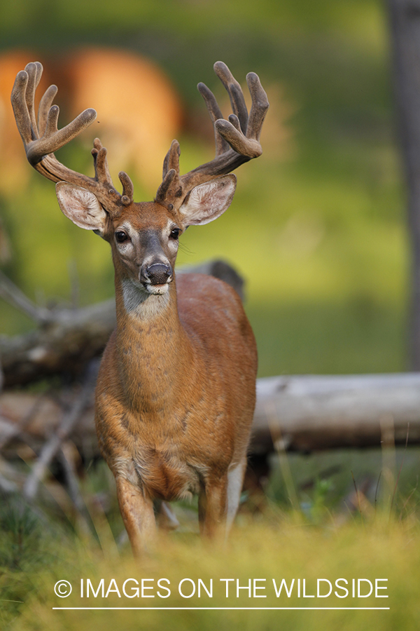 White-tailed buck in velvet.