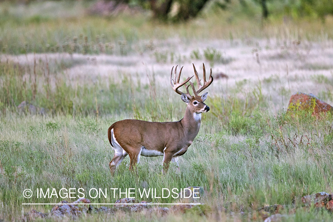 White-tailed buck in habitat. 