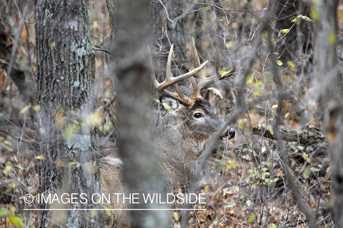 White-tailed buck bedded down.