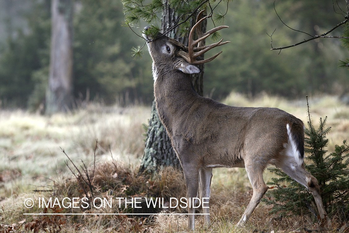 White-tailed buck scent marking during the rut.