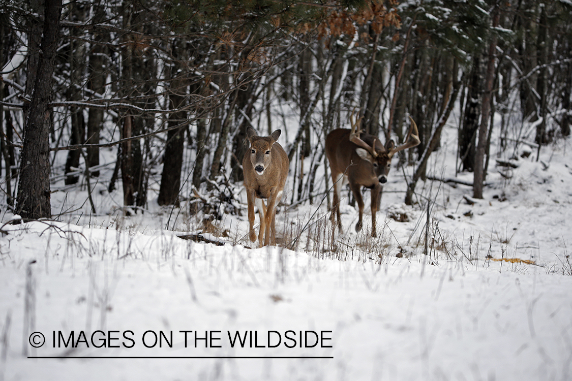 White-tailed buck approaching doe in the rut.