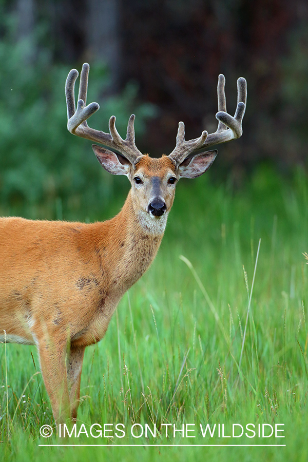 White-tailed Buck in Velvet.