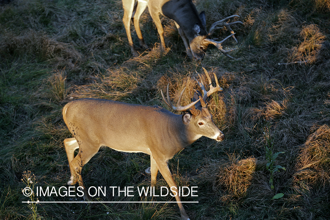 White-tailed buck photographed from tree stand.