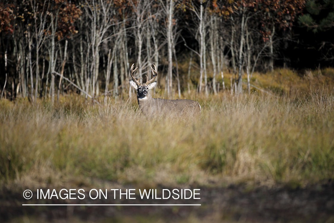 White-tailed buck in the Rut in habitat.