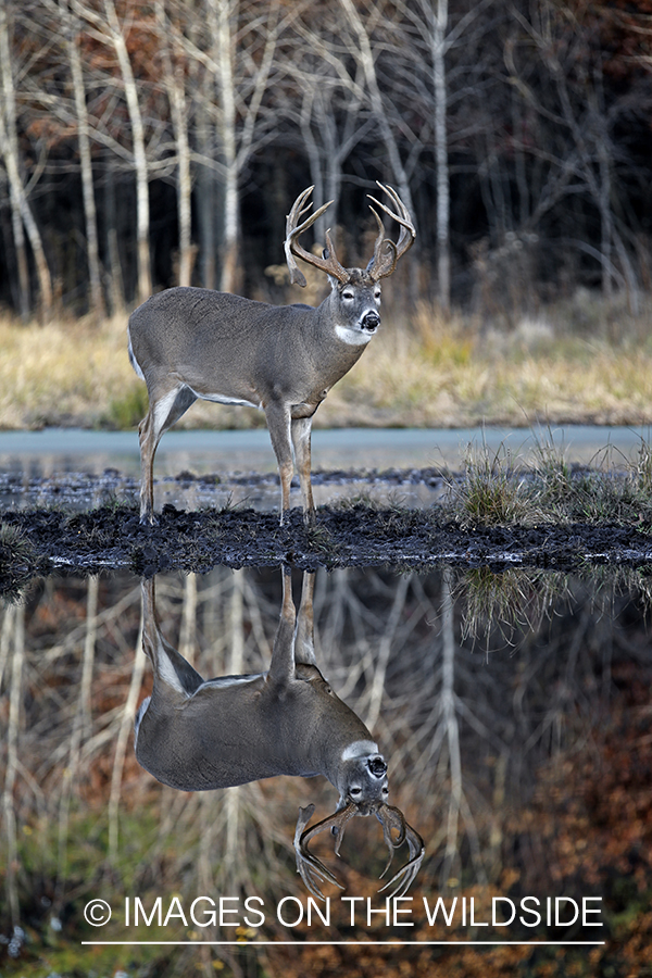 White-tailed buck with reflection in water.