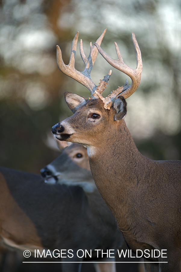 Whitetailed buck in habitat.