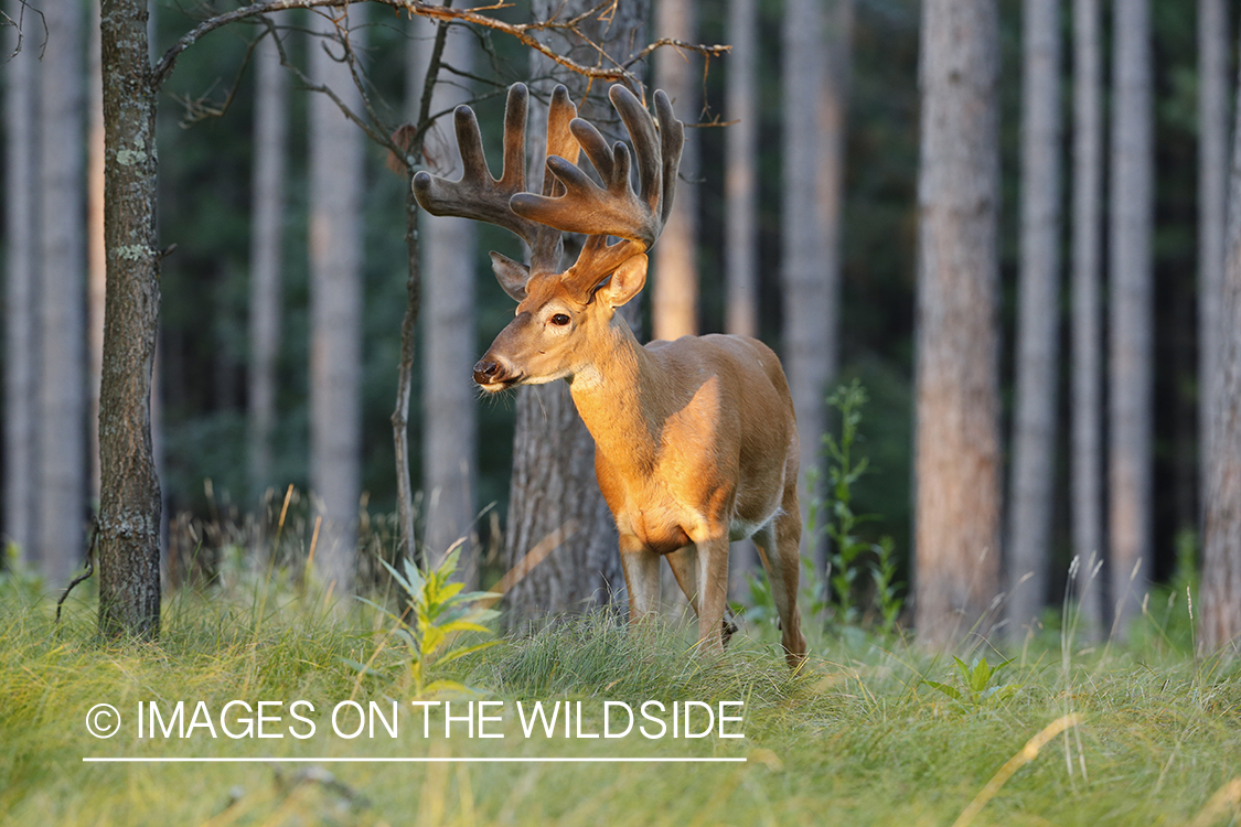 White-tailed buck in velvet.