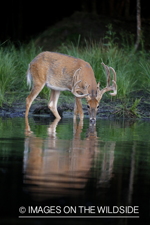 White-tailed deer in velvet next to water. 