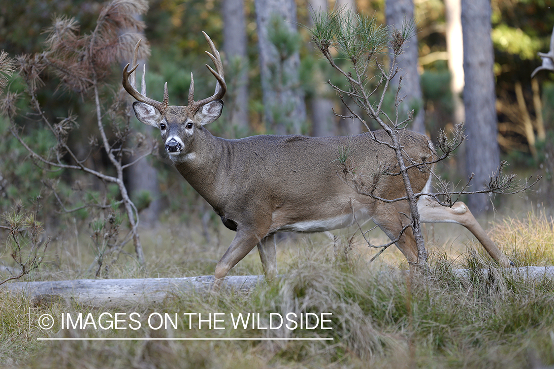 White-tailed buck in field.