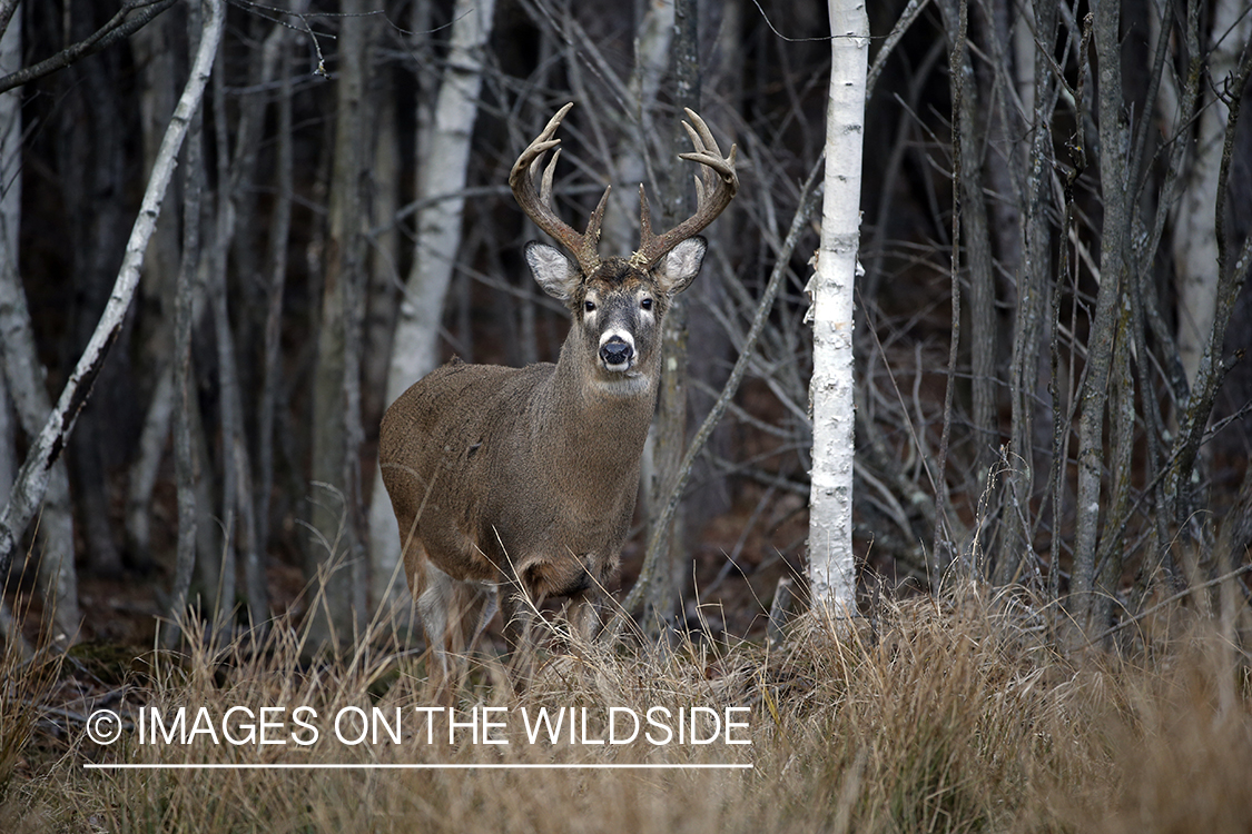 White-tailed buck in trees.