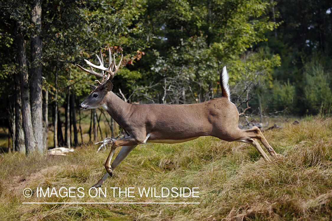 White-tailed buck leaping through field.