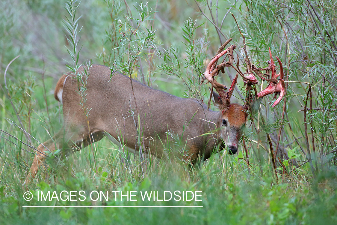 White-tailed buck in Velvet.