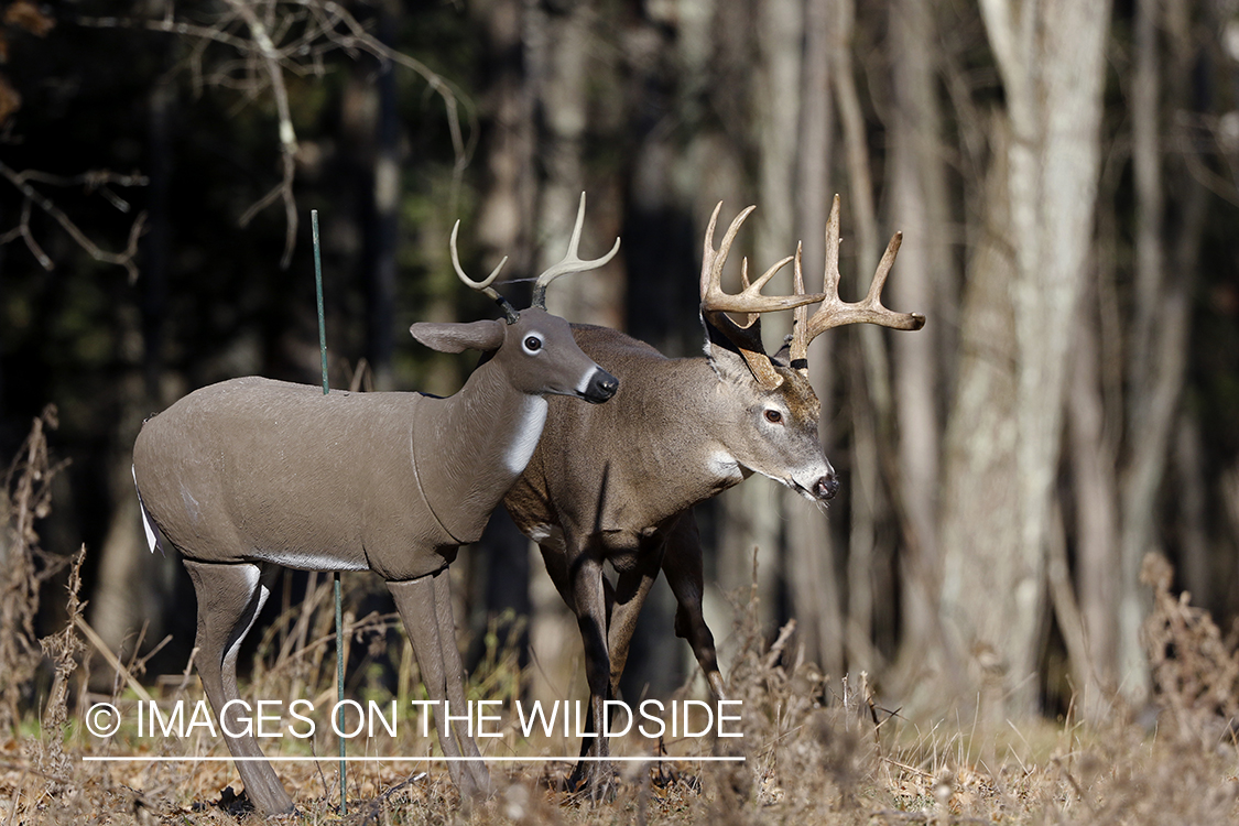 White-tailed buck confronting deer decoy.