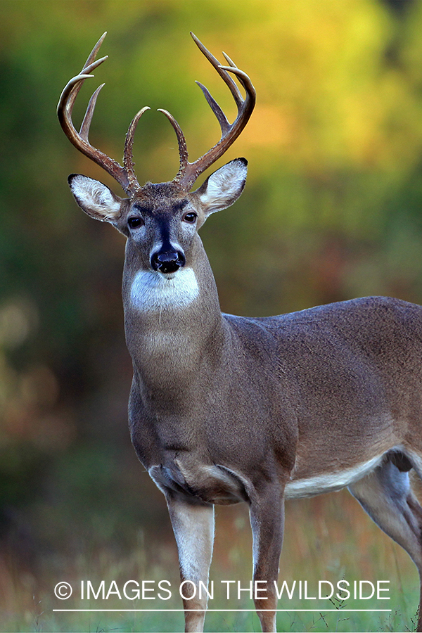 White-tailed buck in field.