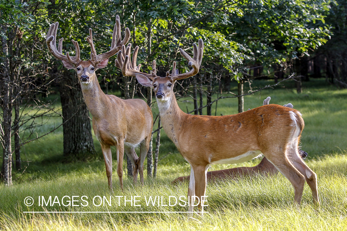 White-tailed bucks in Velvet.