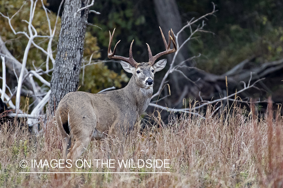 White-tailed buck in field.