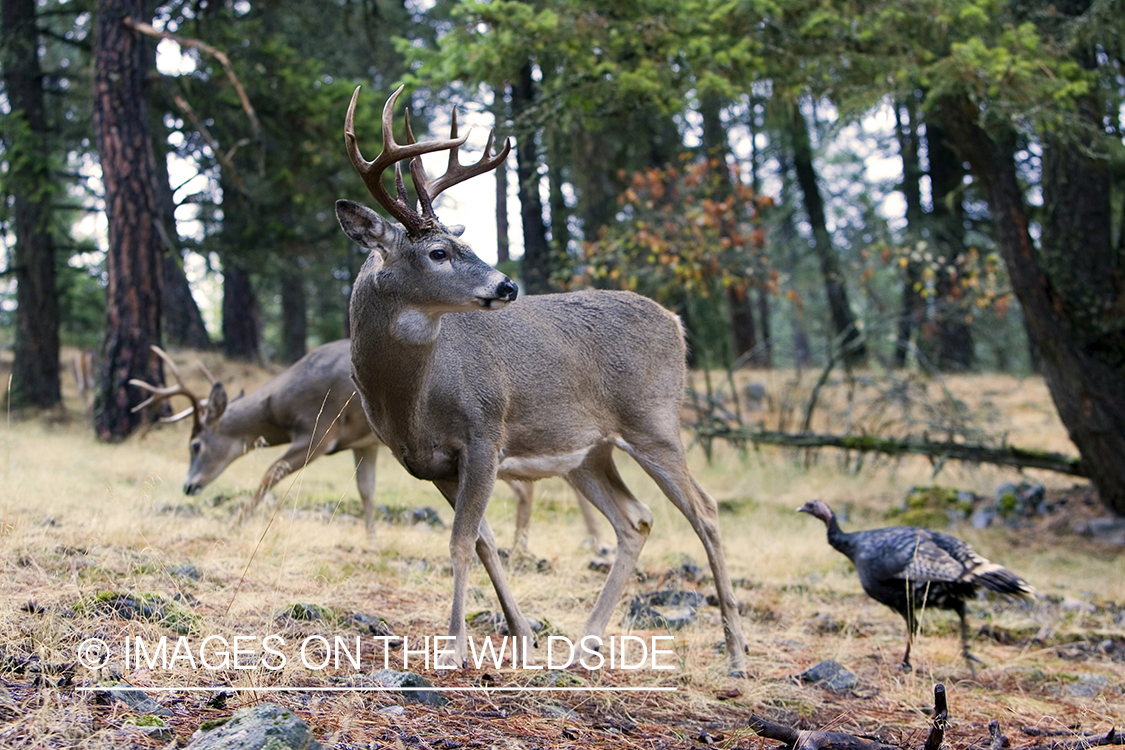 White-tailed deer in habitat