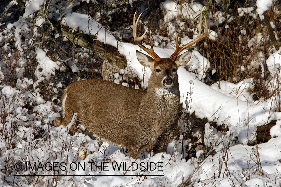 White-tailed deer in habitat