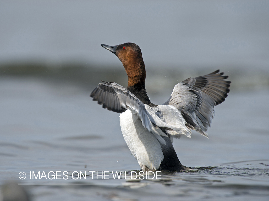 Canvasback in habitat.