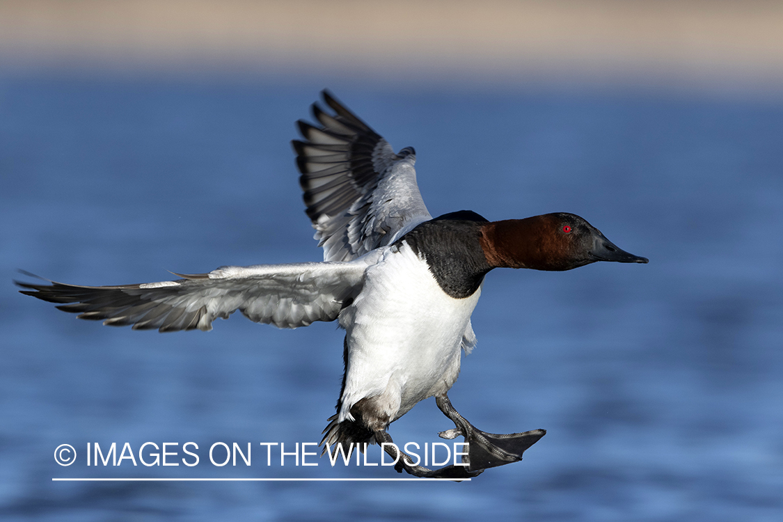 Canvasback drake in flight.