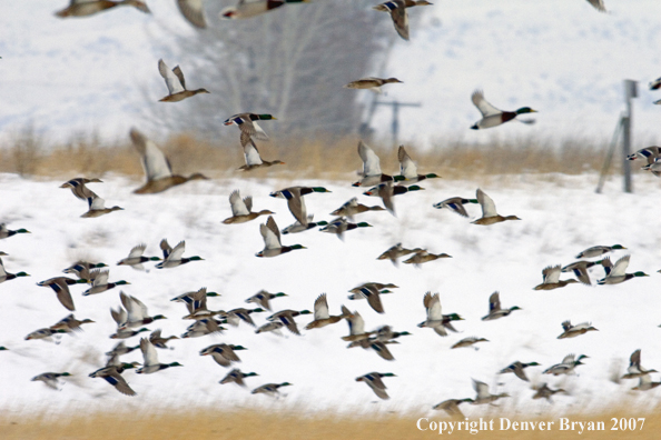 Flock of Mallard Ducks