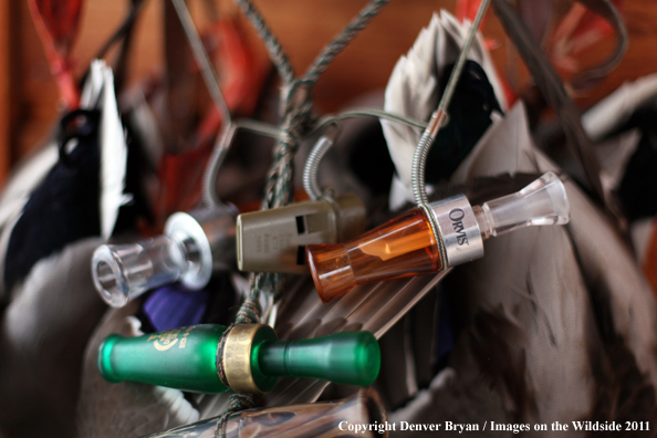 Bagged mallards hanging with duck calls. 