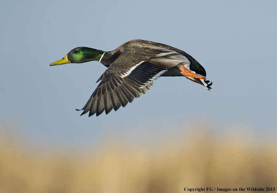 Mallard in flight.