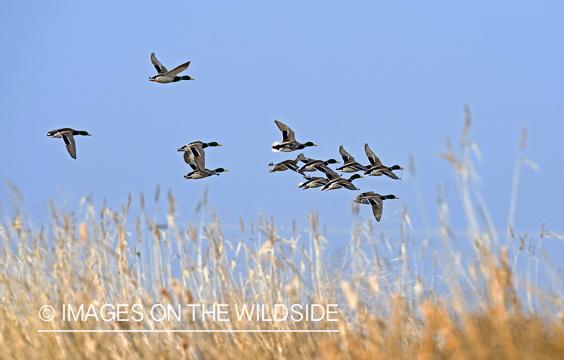 Mallards in flight.