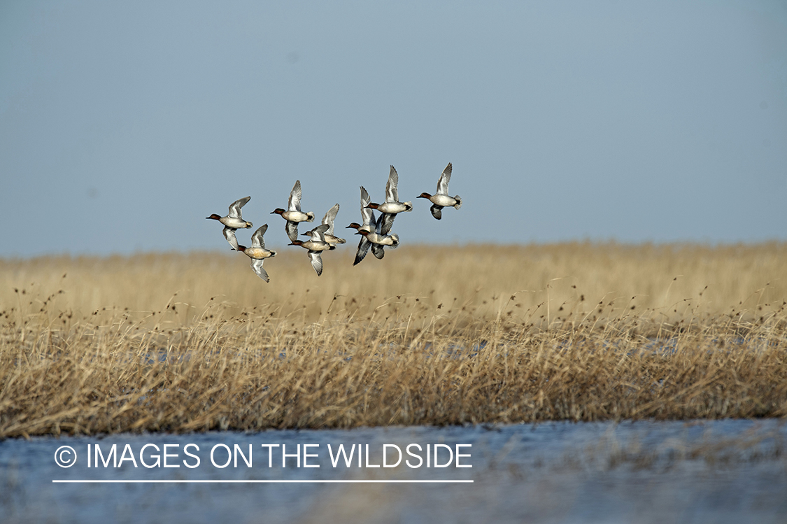 Green-winged Teal (whiffling) in flight.