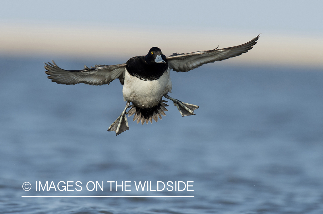 Lesser Scaup in flight.