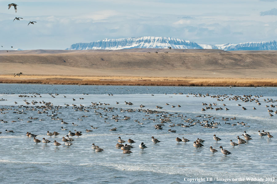 Pintail Ducks in wetland.