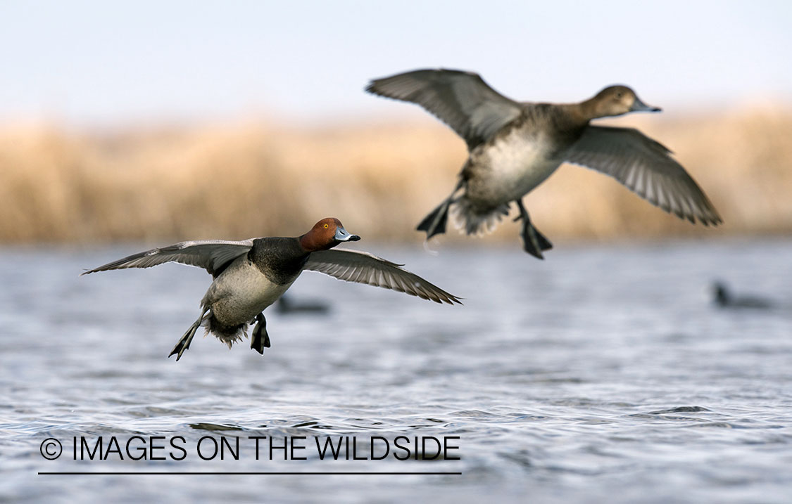 Redhead ducks in flight. 