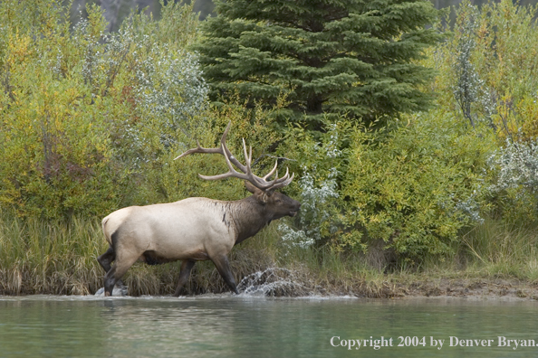 Rocky Mountain bull elk crossing stream.