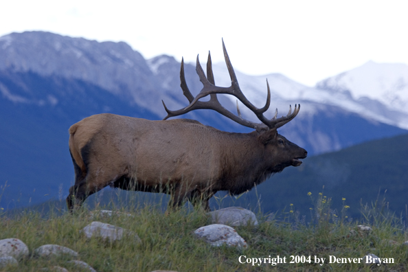 Rocky Mountain bull elk bugling.