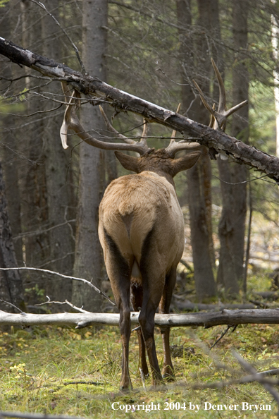 Rocky Mountain bull elk in habitat.