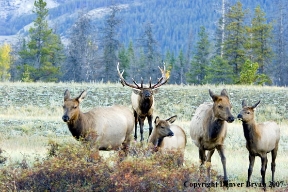 Rocky Mountain Elk