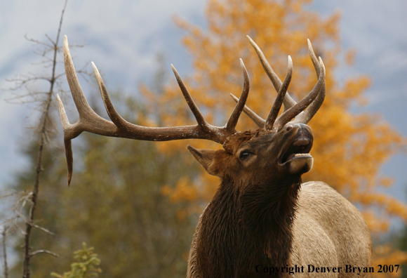 Rocky Mountain Elk bugling