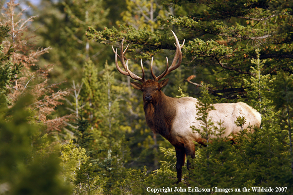 Rocky Mountain Elk 