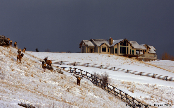 Rocky Mountain Elk herd in urban setting