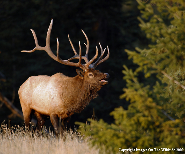 Bull Elk 